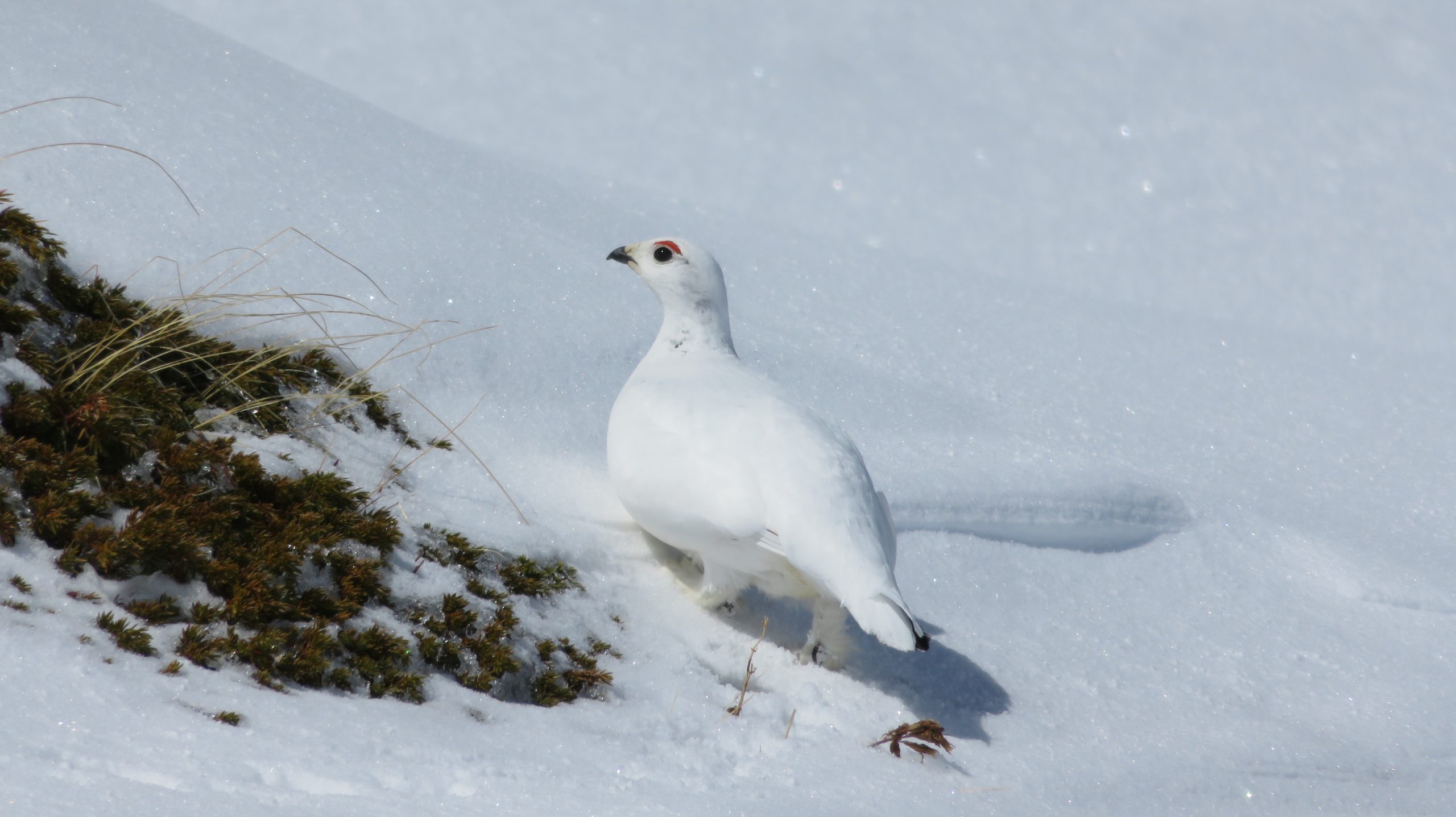 perdrix des neiges ou lagopède